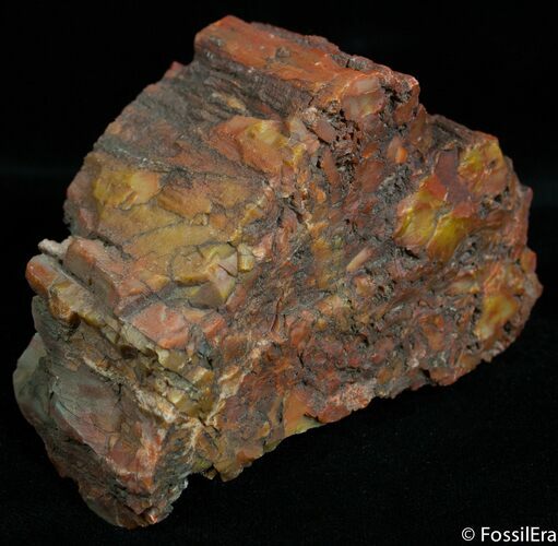 Rough Arizona Rainbow Petrified Wood ( oz) #2368